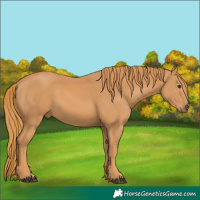 Horse Color:Chestnut Rabicano