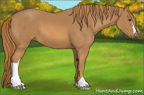 Horse Color:Chestnut 