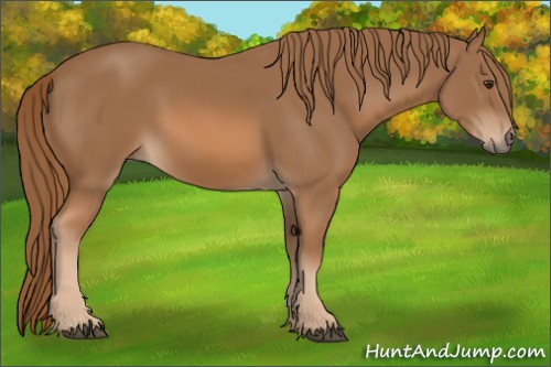 Horse Color:Chestnut 