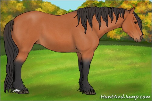 Horse Color:Bay Roan 