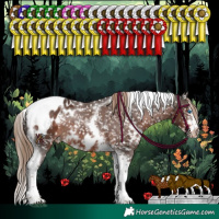 Horse Color:White Spotted Liver Chestnut Splash Tobiano Frame Appaloosa Rabicano