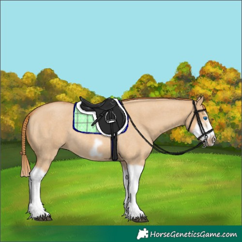 Horse Color:Red Dun Roan Splash Frame Rabicano 