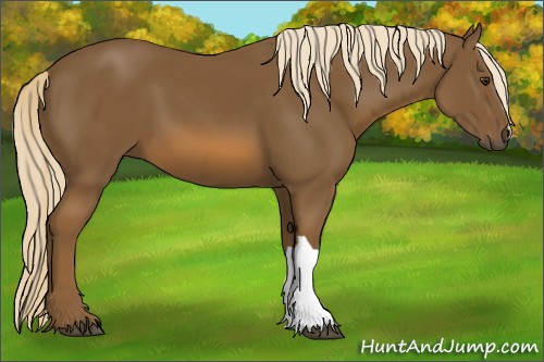 Horse Color:Chocolate Palomino 