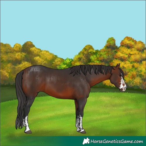 Horse Color:Bay and Brown
