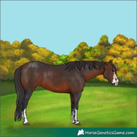 Horse Color:Bay  and Brown 