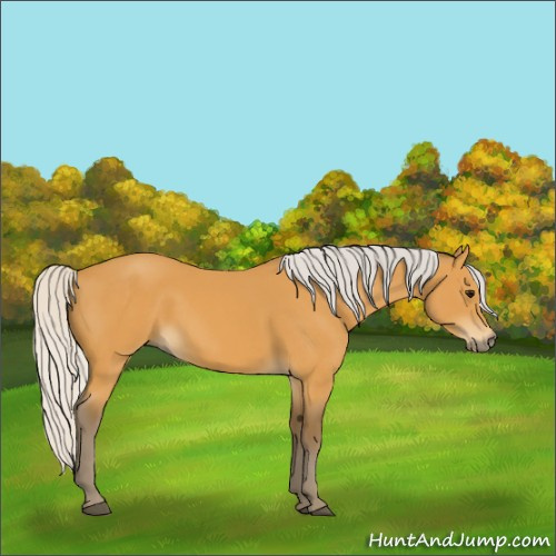 Horse Color:Silver Buckskin 