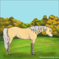 Horse Color:Silver Buckskin 