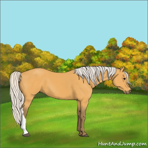 Horse Color:Silver Buckskin 