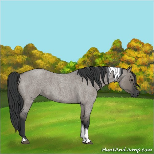 Horse Color:Grullo Roan Tobiano 