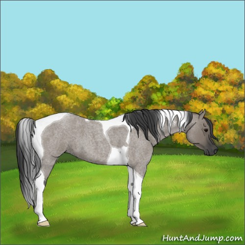 Horse Color:Grullo Roan Tobiano 