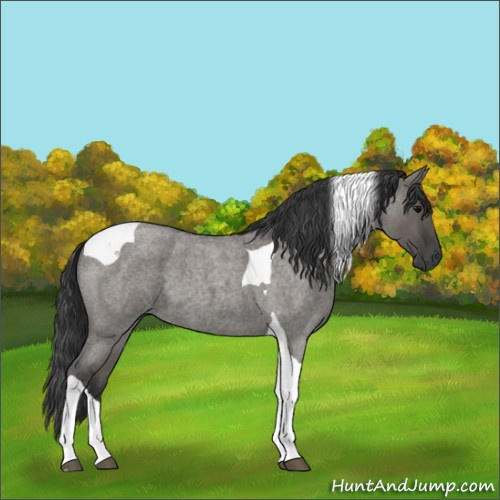 Horse Color:Grullo Roan Tobiano 