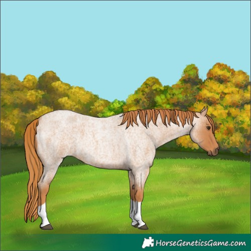 Horse Color:Red Roan Tobiano 