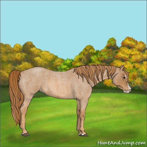 Horse Color:Red Roan Splash 