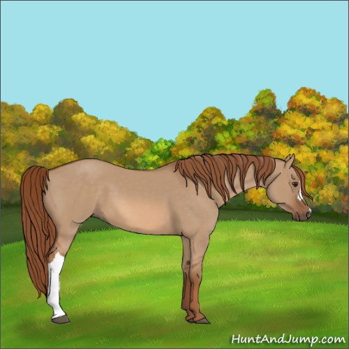 Horse Color:Red Dun 