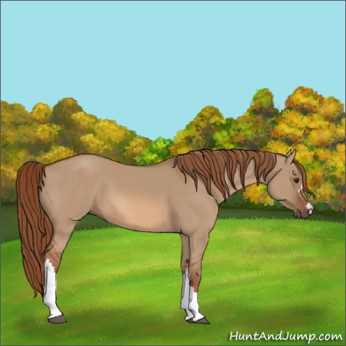 Horse Color:Red Dun