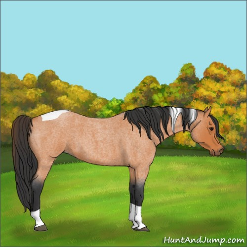 Horse Color:Bay Roan Tobiano 