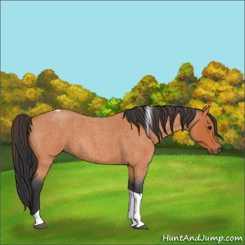 Horse Color:Bay Roan Tobiano 