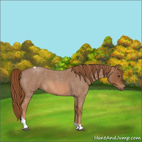Horse Color:Red Roan Tobiano