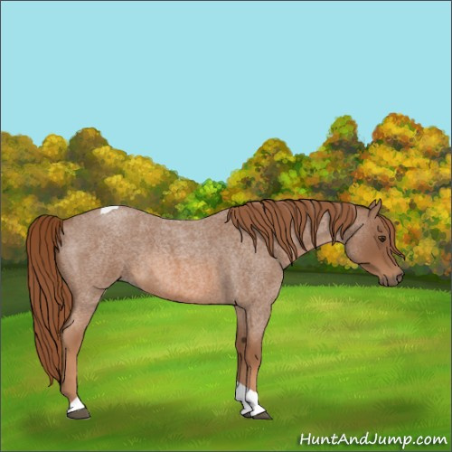 Horse Color:Red Roan Tobiano 