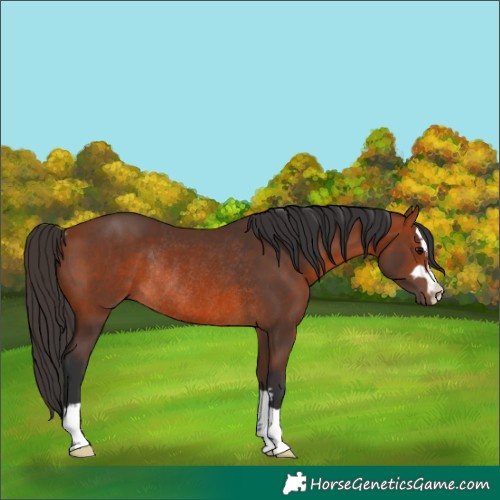 Horse Color:Bay Rabicano 