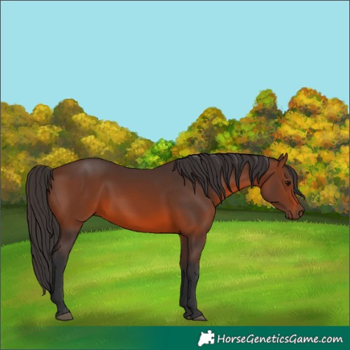 Horse Color:Brown 