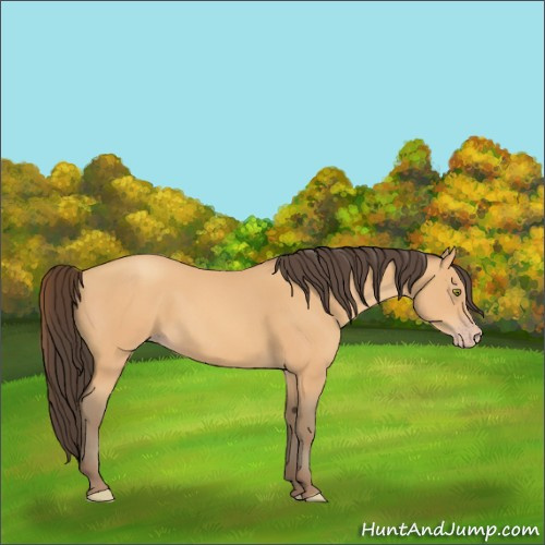 Horse Color:Amber Champagne Rabicano 
