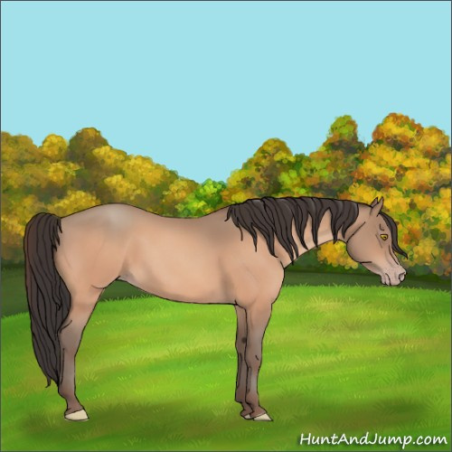 Horse Color:Amber Champagne Rabicano 