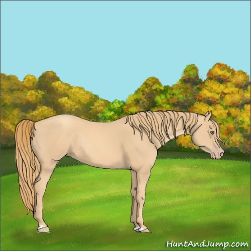 Horse Color:Gold Champagne Rabicano 