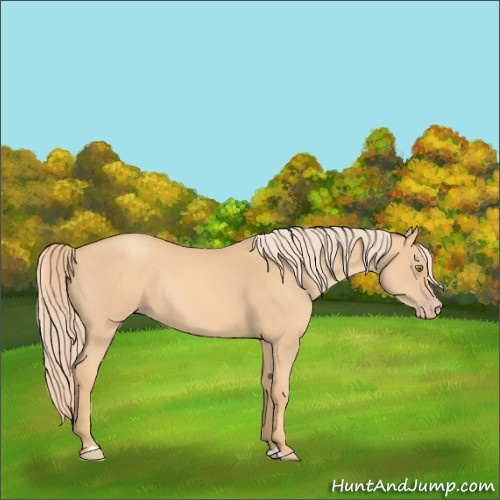 Horse Color:Gold Champagne Rabicano 