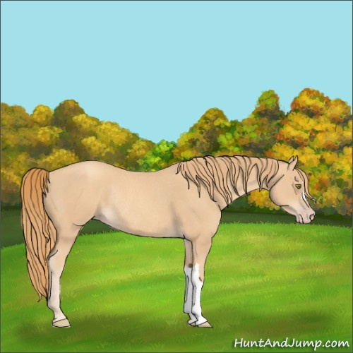 Horse Color:Gold Champagne Rabicano 