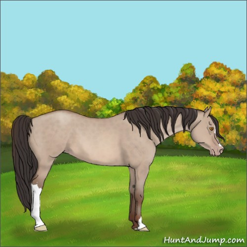 Horse Color:Sable Champagne Dun 