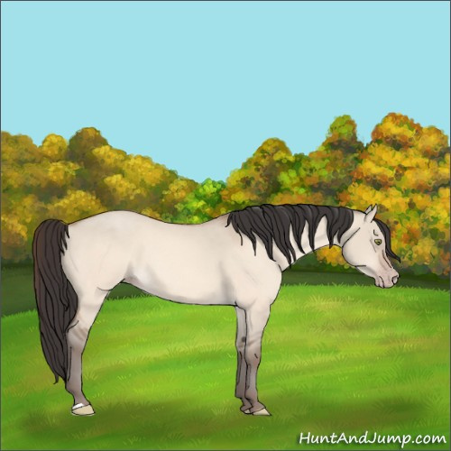 Horse Color:Amber Champagne Dun 