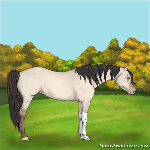Horse Color:Amber Champagne Dun