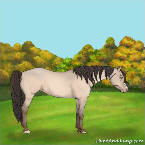 Horse Color:Amber Champagne Dun 