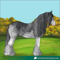 Horse Color:White Spotted Black 