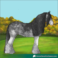 Horse Color:White Spotted Black 