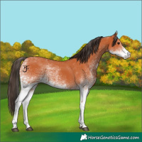 Horse Color:White Spotted Bay 