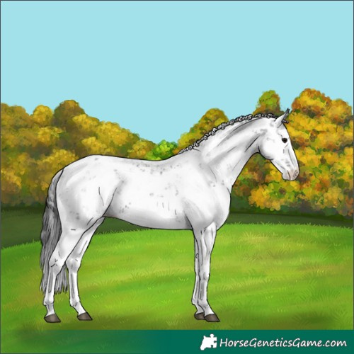 Horse Color:Black Sabino 