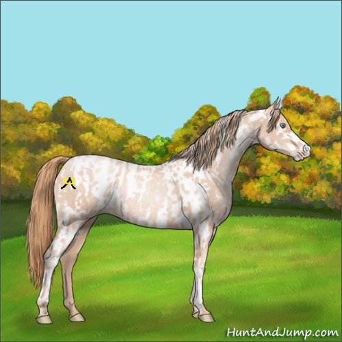 Horse Color:Gold Champagne Pearl Rabicano  and Gold Champagne Pearl Appaloosa Rabicano 
