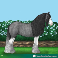 Horse Color:Blue Roan Splash 