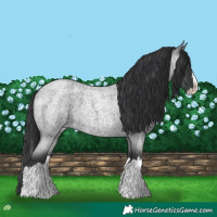 Horse Color:Blue Roan Splash 