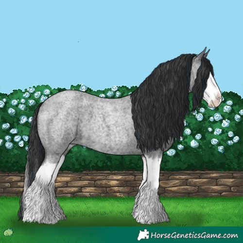 Horse Color:Blue Roan Splash 