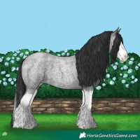 Horse Color:Blue Roan Splash 