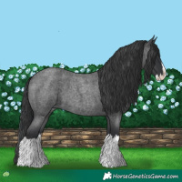 Horse Color:Blue Roan Splash 