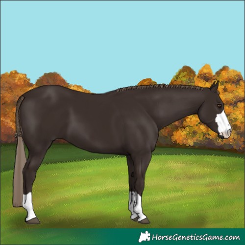 Horse Color:Liver Chestnut 