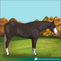 Horse Color:Liver Chestnut 