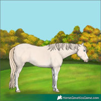 Horse Color:Perlino Tobiano 