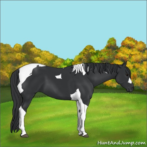 Horse Color:Black Tobiano 