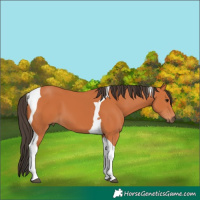 Horse Color:Bay Tobiano 