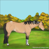 Horse Color:Bay Dun Tobiano 
